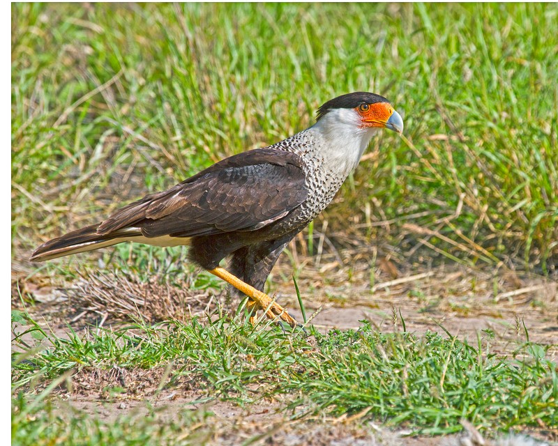 Crested_Caracara-095802-47.jpg