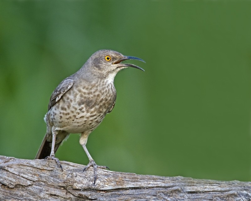 Curved-Billed_Thrasher-190011-95.jpg