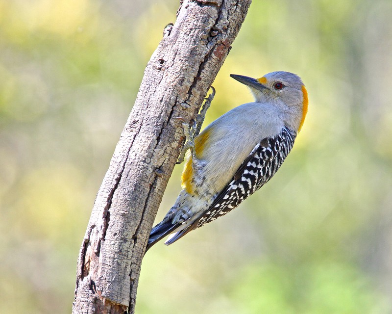 Golden-Fronted_Woodpecker.jpg