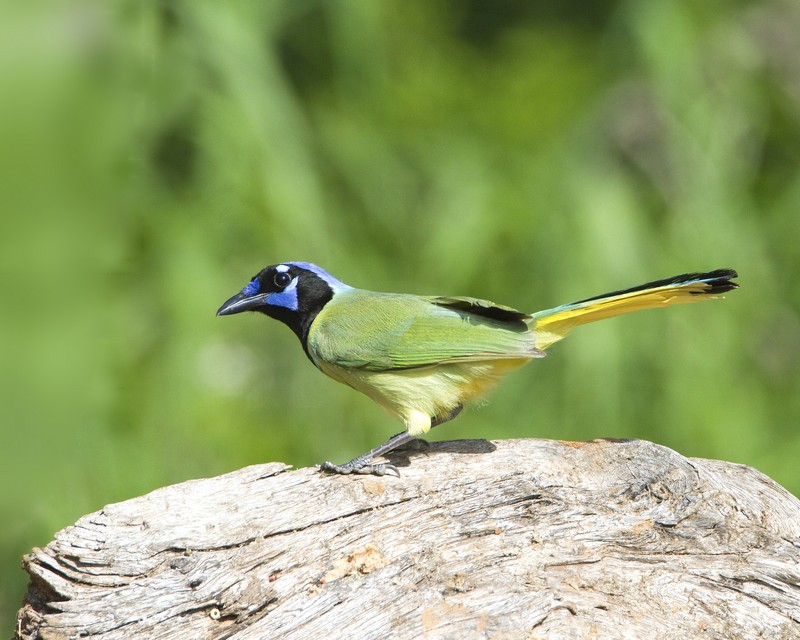 Green_Jay-165048-11.jpg