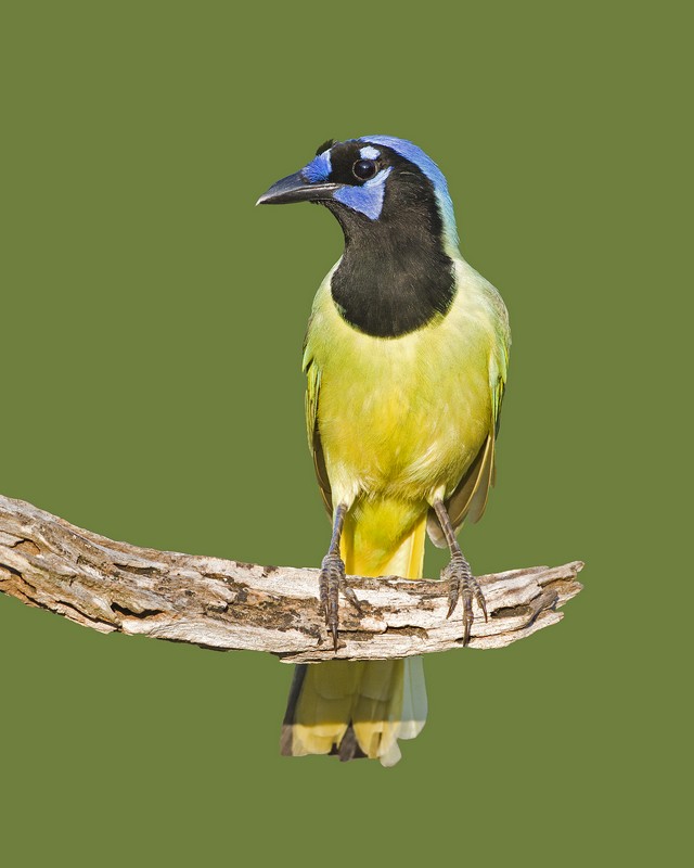 Green_Jay-190518-45.jpg