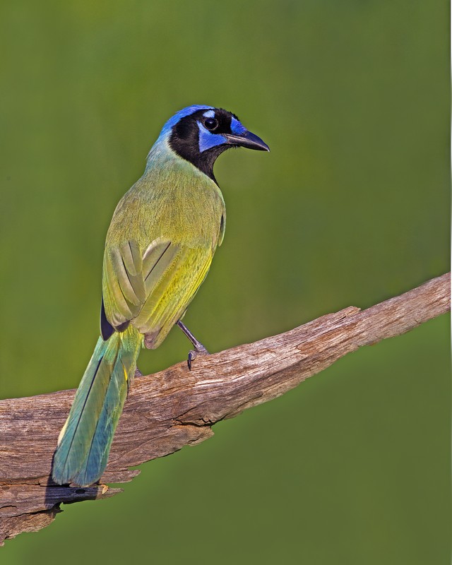 Green_Jay-190550-88.jpg