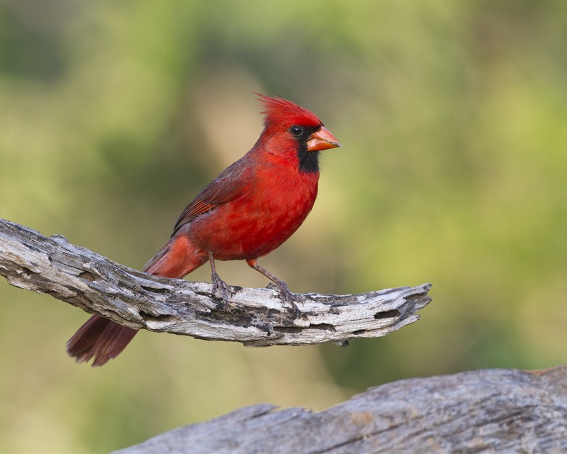 Northern_Cardinal-191618-58.jpg