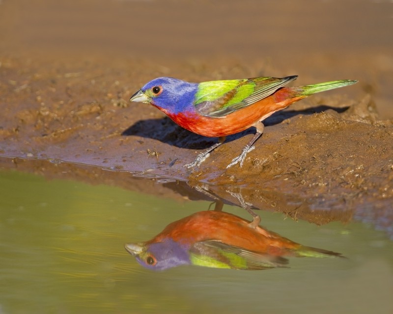 Painted_Bunting-182044-49.jpg