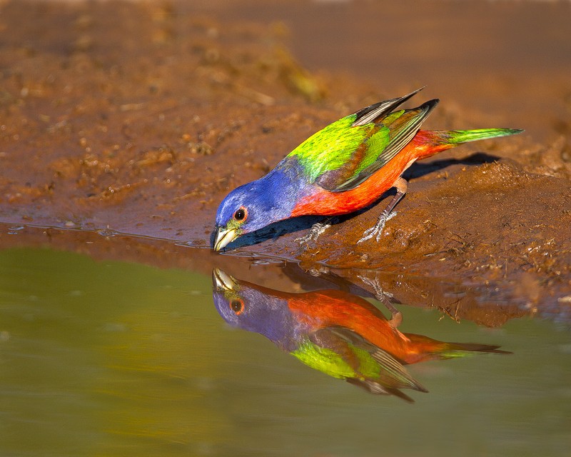 Painted_Bunting-182047-15.jpg