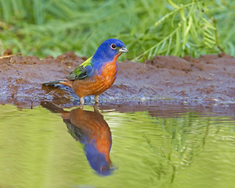 Painted_Bunting-185113-12.jpg