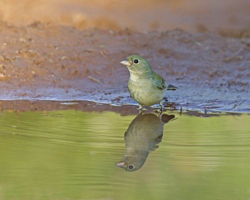 Painted_Bunting-185347-11.jpg