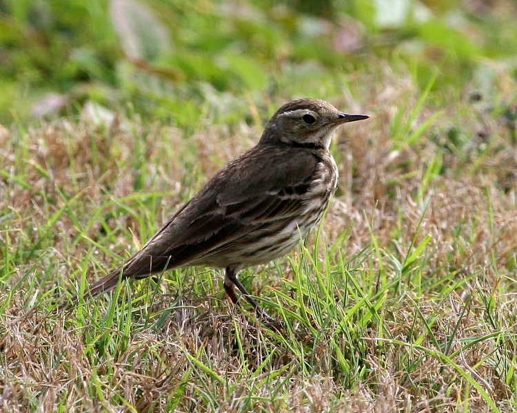 American Pipit 1.jpg