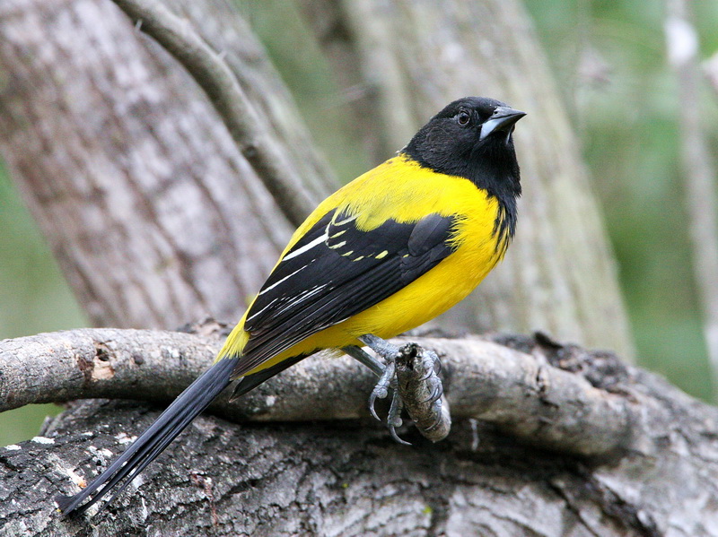 Audubons Oriole 1.jpg