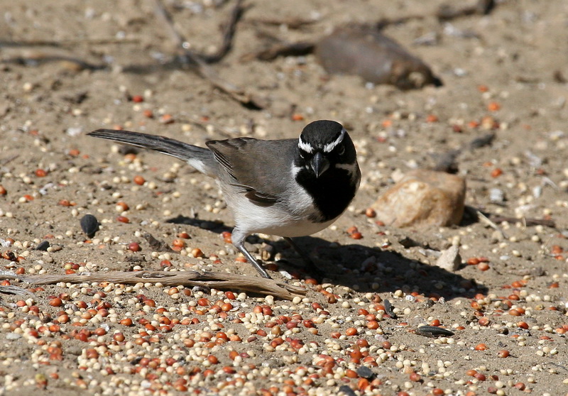 Black-Throated Sparrow 1.jpg