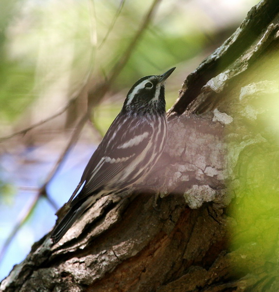 Black-and-White Warbler 1.jpg