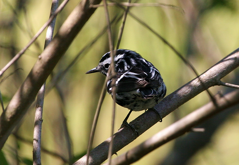 Black-and-White Warbler 3.jpg