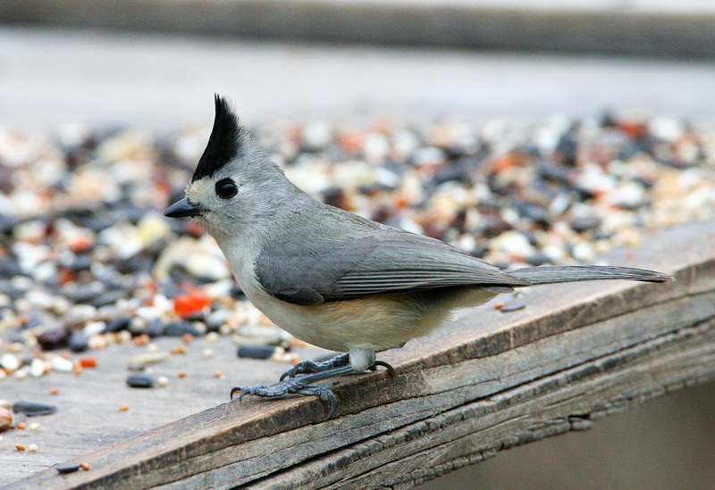 Black-crested Titmouse 1.jpg