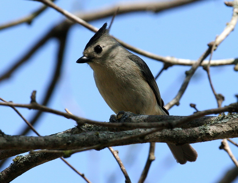 Black-crested Titmouse 2.jpg