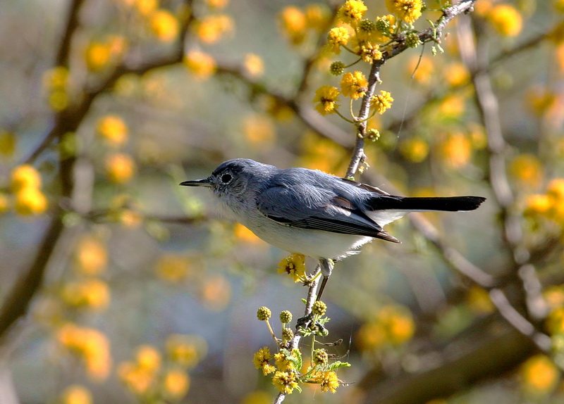 Blue-gray Gnatcatcher 1.jpg