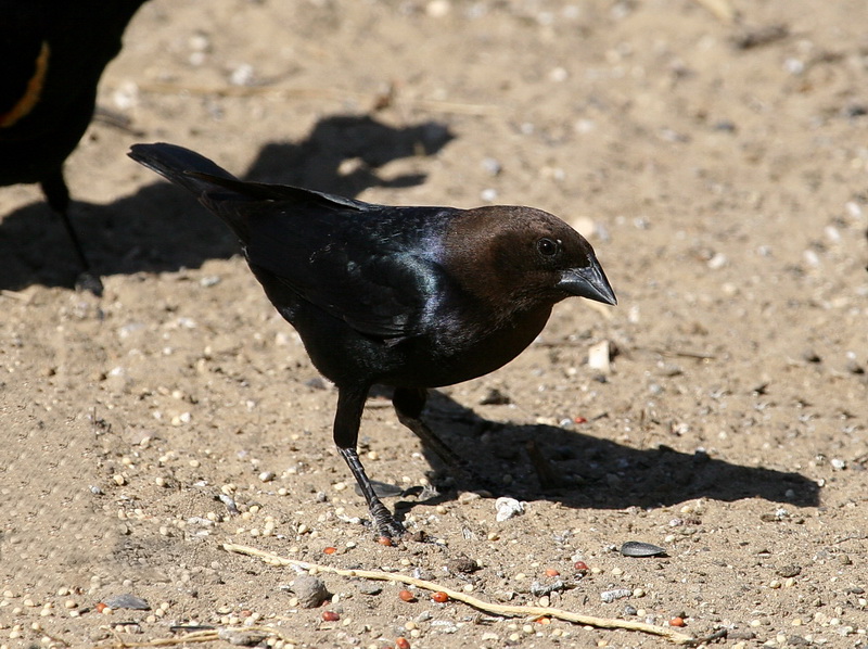 Brown-Headed Cowbird 1.jpg