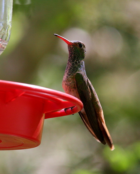 Buff-bellied Hummingbird 1.jpg