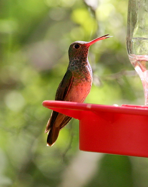 Buff-bellied Hummingbird 2.jpg