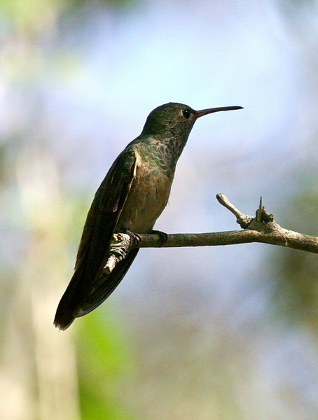 Buff-bellied Hummingbird 3.jpg