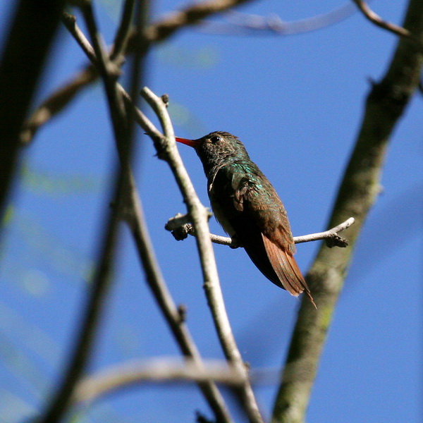 Buff-bellied Hummingbird 4.jpg
