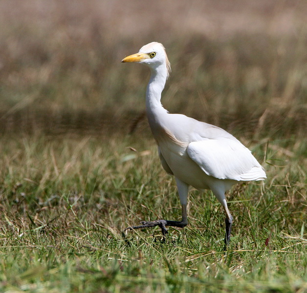 Cattle Egret 1.jpg