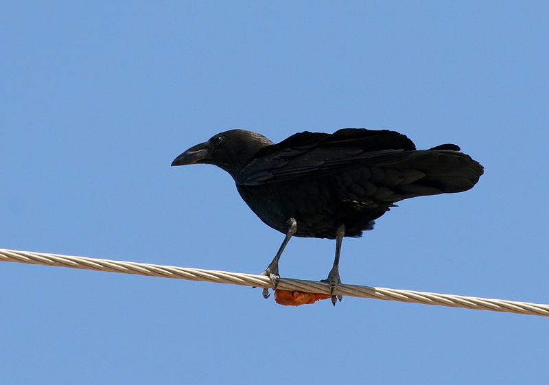 Chihuahuan Raven 1.jpg