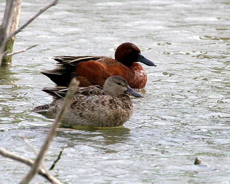 Cinnamon Teal 1.jpg
