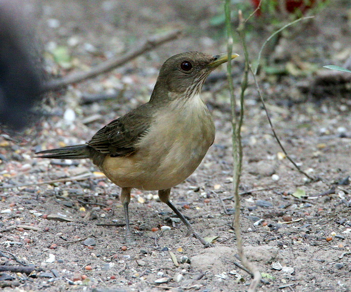 Clay-Colored Robin 1.jpg