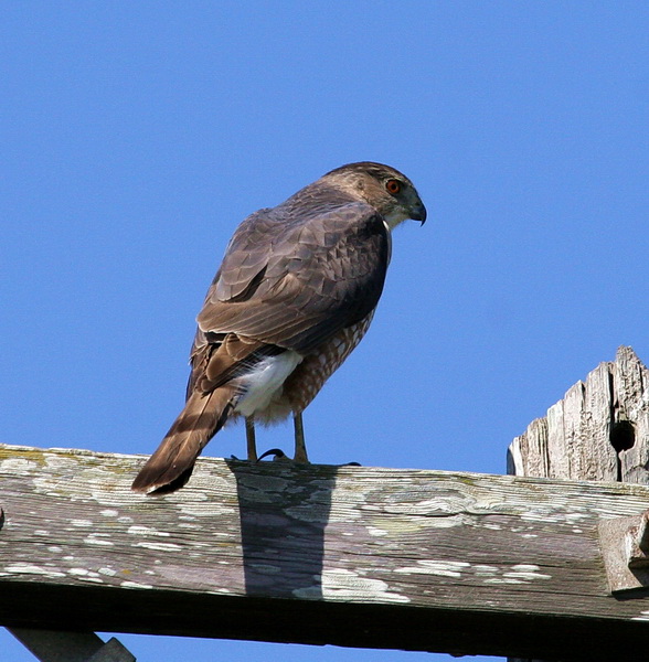 Coopers Hawk 1.jpg
