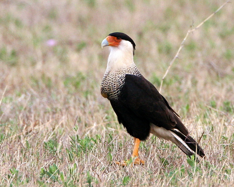 Crested Caracara 2.jpg