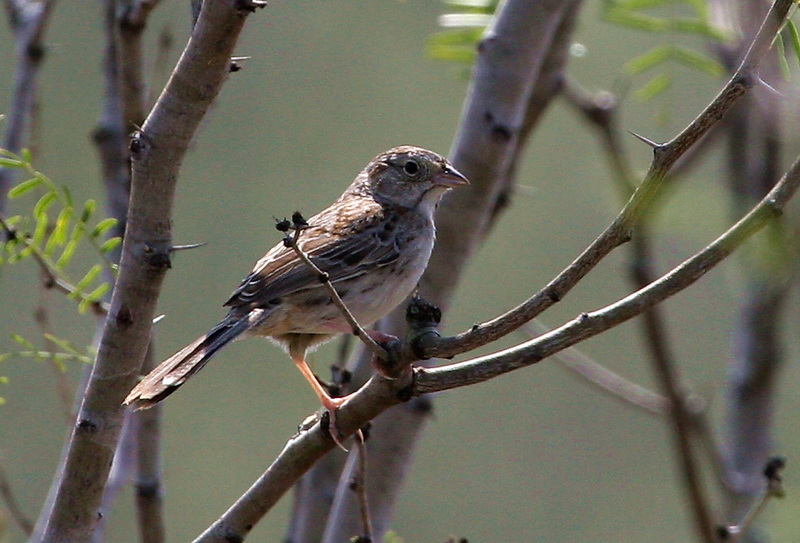 Field Sparrow 1.jpg