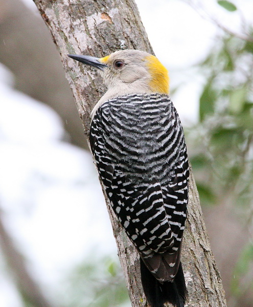 Golden-Fronted Woodpecker 1.jpg
