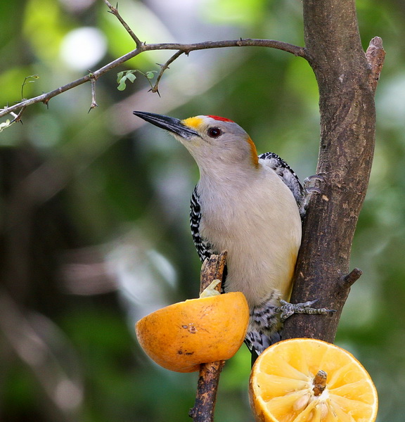 Golden-Fronted Woodpecker 3.jpg