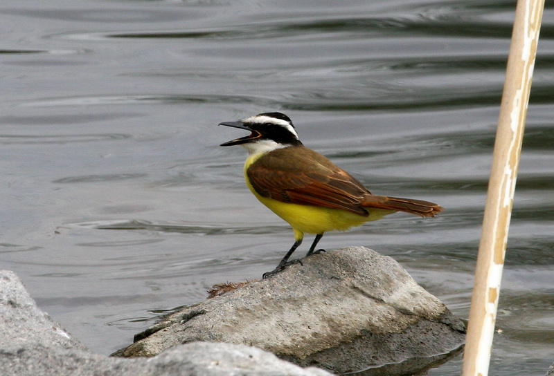 Great Kiskadee 1.jpg