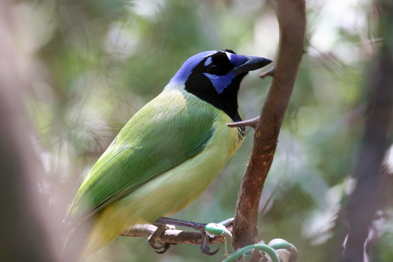 Green Jay 2.jpg