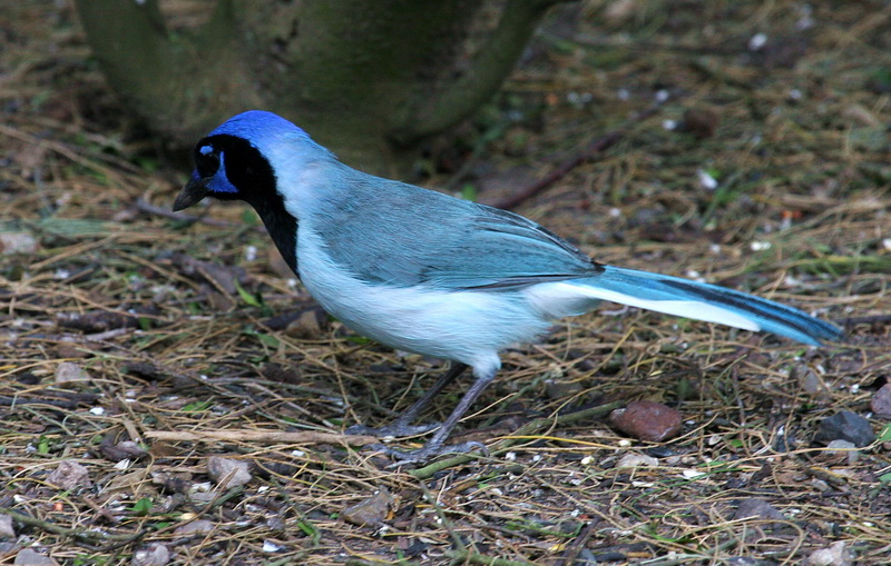 Green Jay 3x.jpg