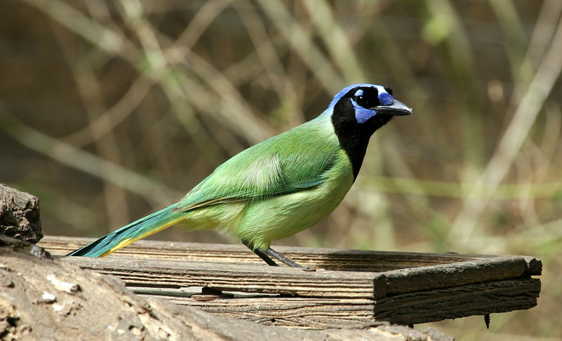 Green Jay 4.jpg