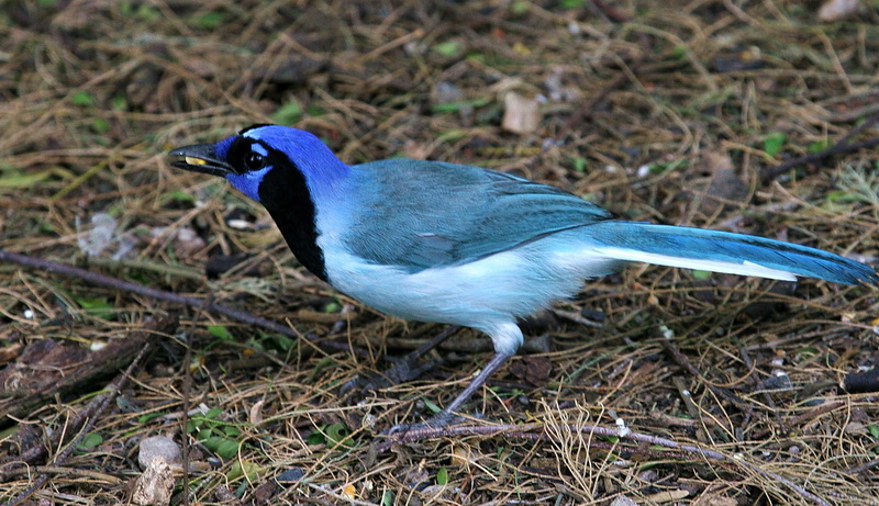 Green Jay 5x.jpg