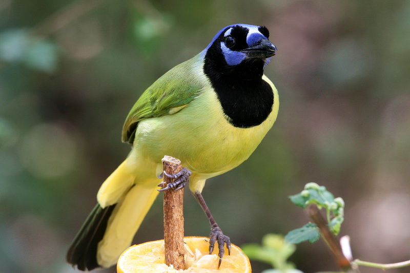 Green Jay 8.jpg