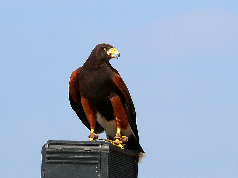 Harris Hawk 1.jpg