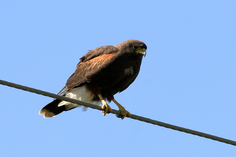 Harris Hawk 2.jpg