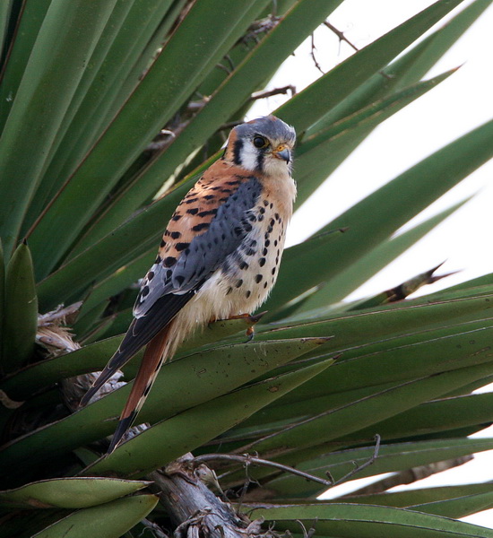 Kestral 1.jpg