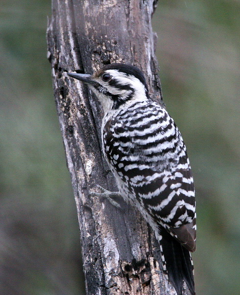 Ladder-Backed Woodpecker 1.jpg