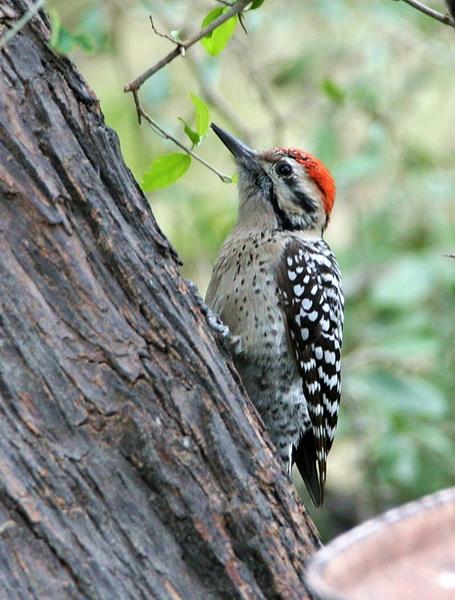 Ladder-Backed Woodpecker 2.jpg