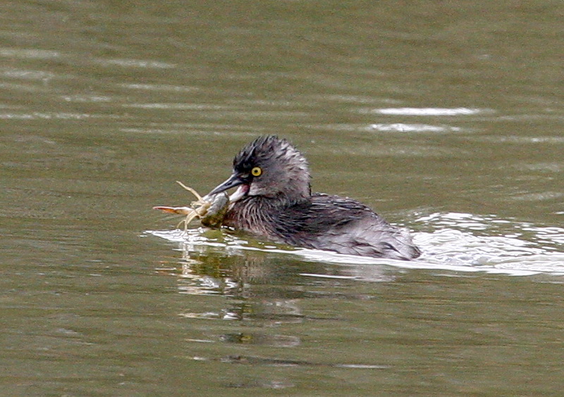 Least Grebe 1.jpg