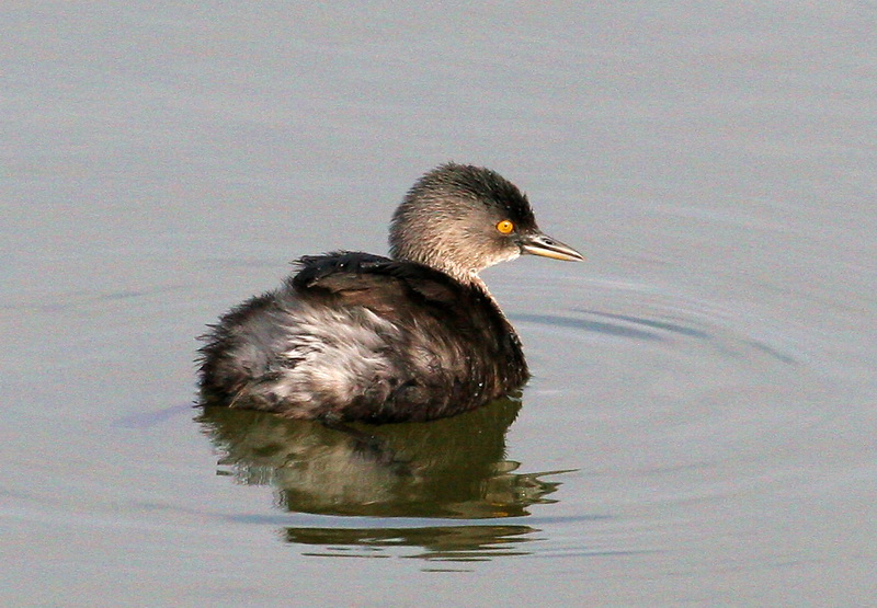 Least Grebe 2.jpg