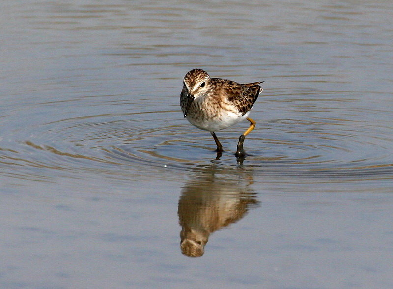 Least Sandpiper 1.jpg