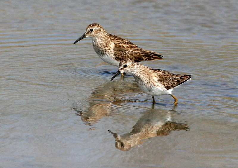 Least Sandpiper 2.jpg