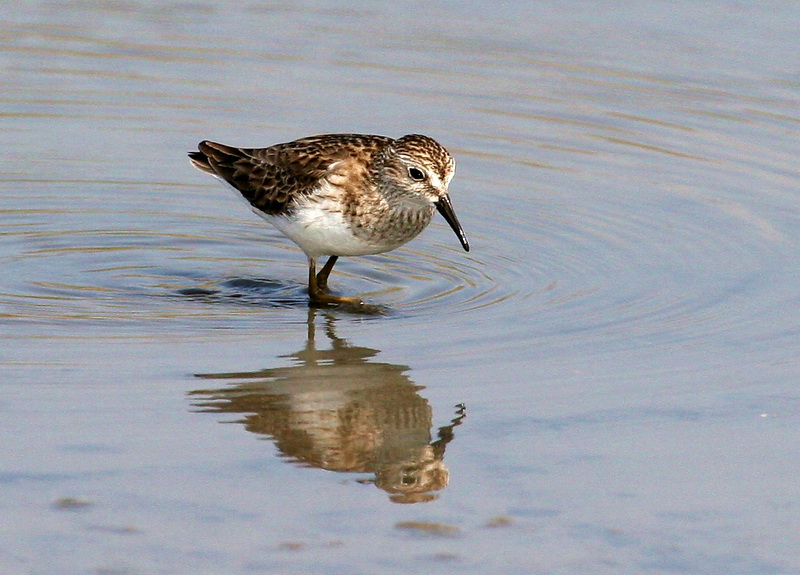 Least Sandpiper 3.jpg