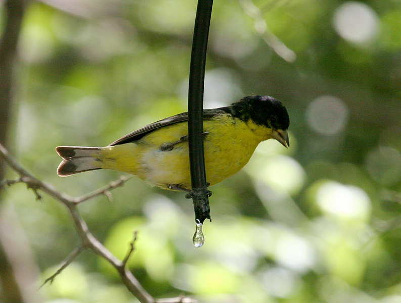 Lesser Goldfinch 1.jpg